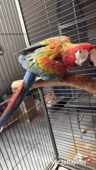 Ara Tropikana F2 Ptaki Pyrzowice