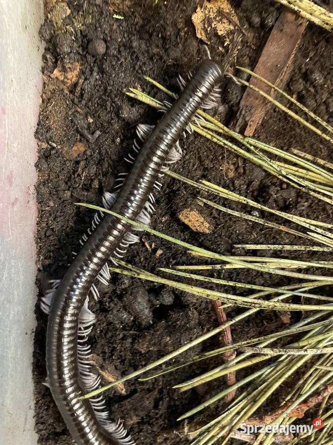 wij z Wietnamu Remulopygus brevispinus śląskie