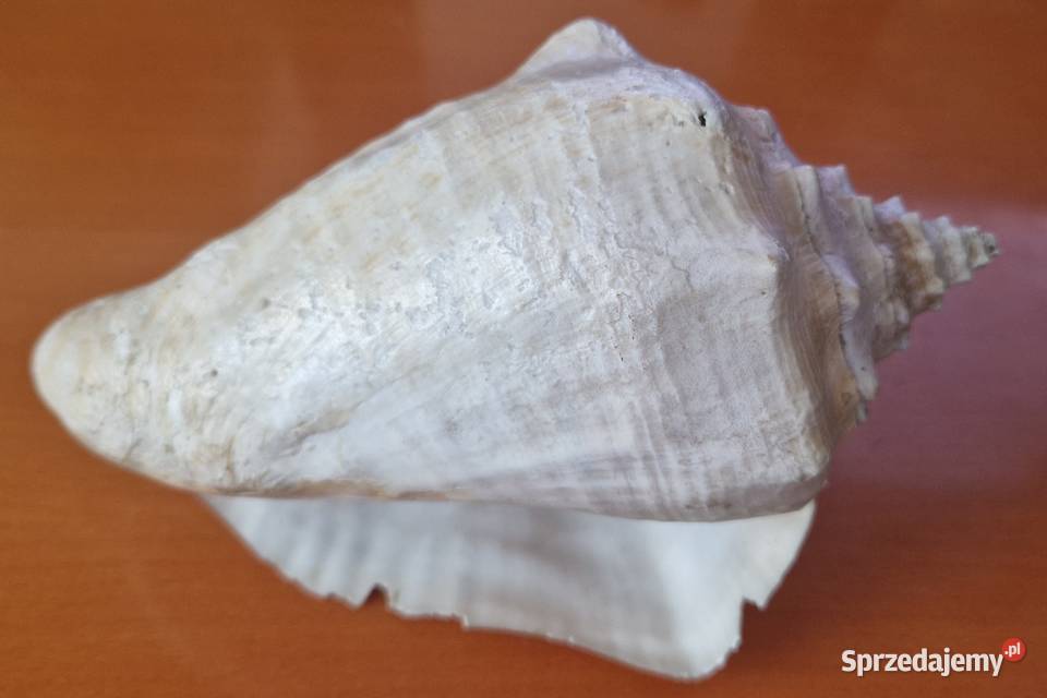 Duża muszla morska