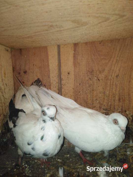 Gołębie motylki i winerki sprzedam