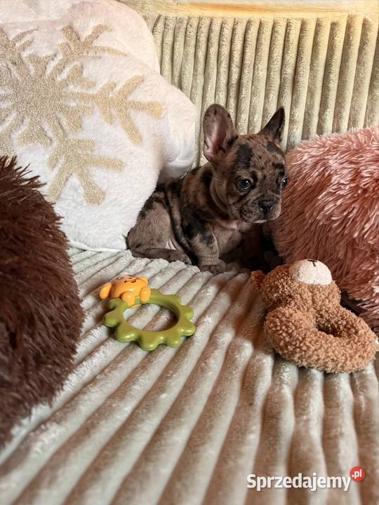 Buldog francuski Częstochowa sprzedam