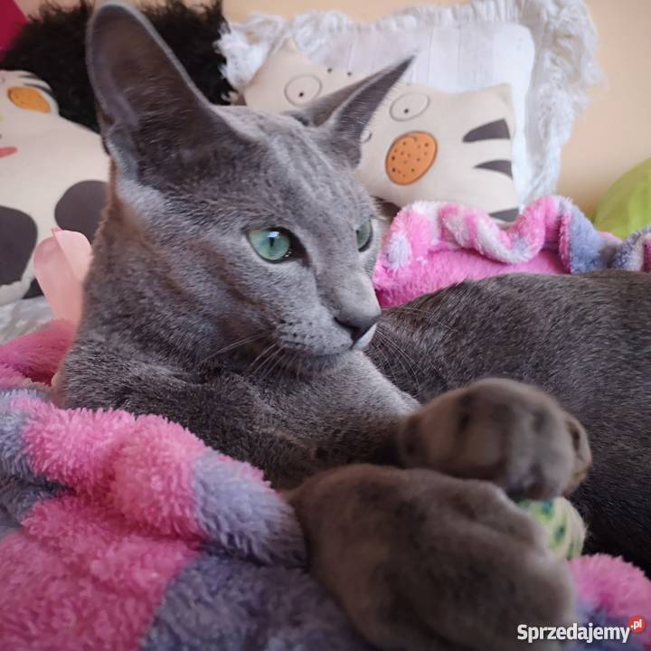 Wyjątkowe dwa kocurki rosyjskie niebieskie Gdańsk sprzedam