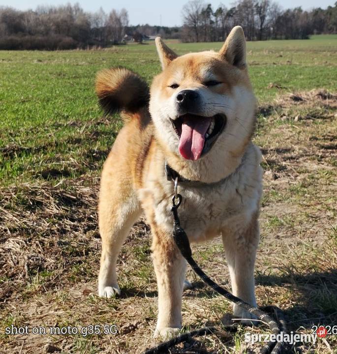 Roczny czerwony samczyk Shiba Inu Bychawka Trzecia