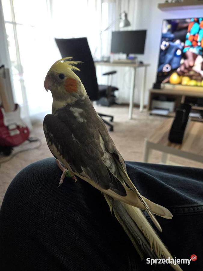 Nimfa samczyk ręcznie wykarmienia z klatką