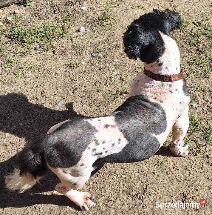 Shih tzu z rodowodem I uprawnieniami Gniezno