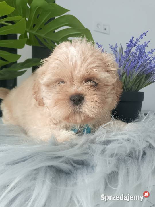 Unikatowy piesek rasy ShihTzu Kluczbork sprzedam