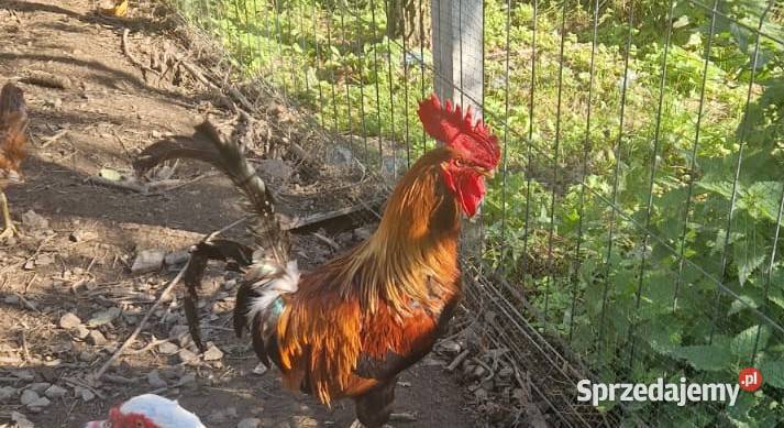 Sprzedam Koguta Skrzydlna sprzedam