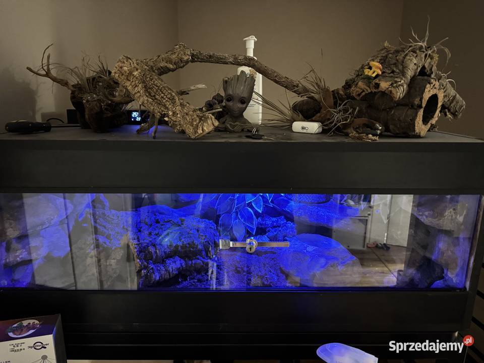 Terrarium z wężem BOA Cesarski 100x40x40
