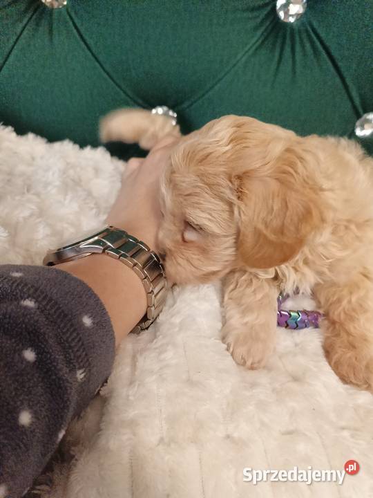Suczka maltipoo Opole Lubelskie sprzedam
