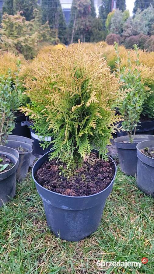 Tuja DANICA Pogorzela