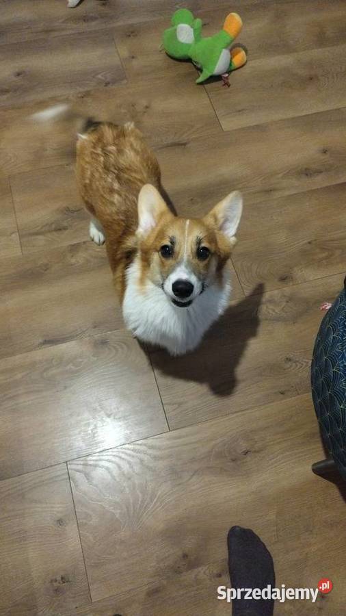 Welsh Corgi Pembroke FCI Panki