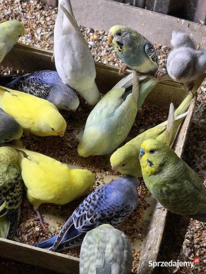 Papugi sprzedam Proszowice