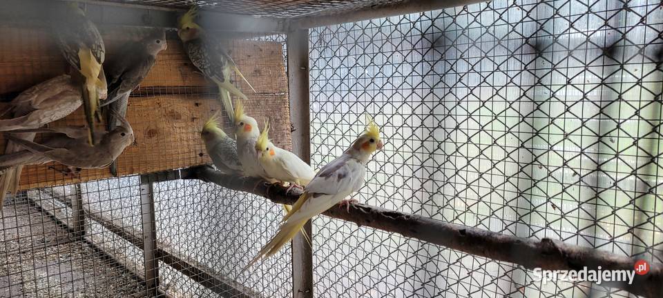 papugi nimfy śląskie Łaziska