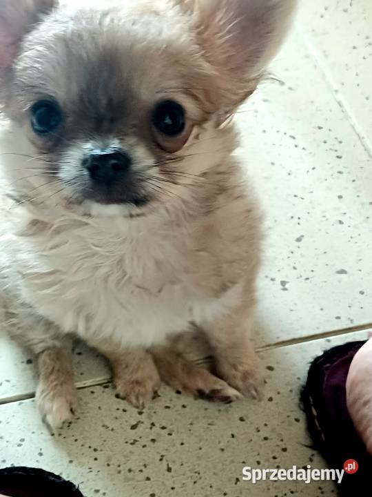 Mini Chihuahua Zgierz