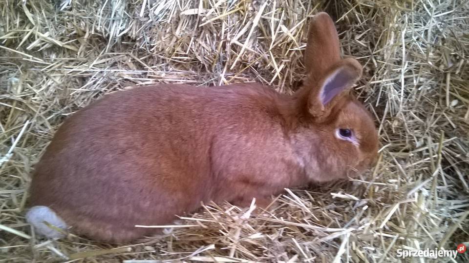 Kroliki nowozelandzkie czerwone Nowodwór