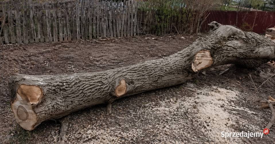 Kłoda orzech włoski Batorz