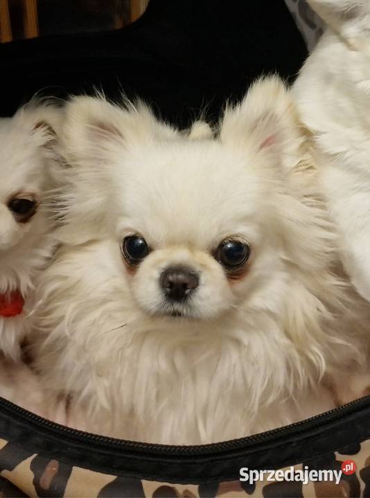 Chihuahua mini mini chłopczyk Chihuahua Złocieniec