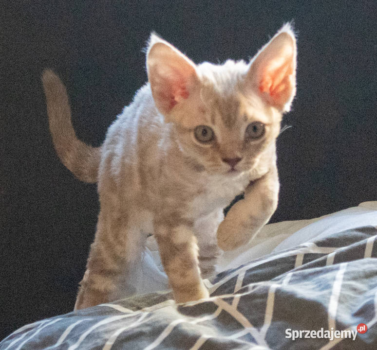 Kotka Devon Rex Quilla liliowa pręgowana FIFe Poznań sprzedam