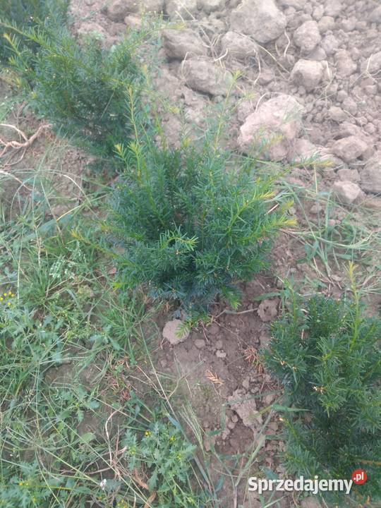 TUJA SZMARAGF 140 DO 160 WYPRZEDAŻ HURT DETAL Gawłuszowice