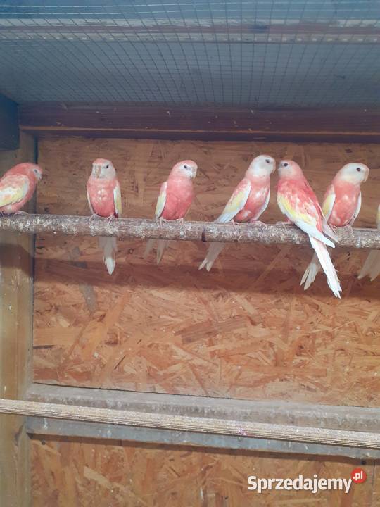 Papugi lilianki para wielkopolskie Kalisz