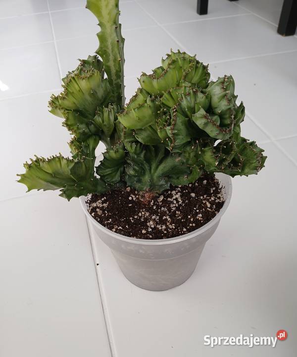 Euphorbia lactea cristata green kolekcjonerski
