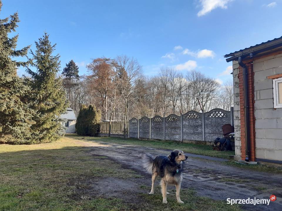 Działka z bydynkami k Puław szambo Bronowice sprzedam