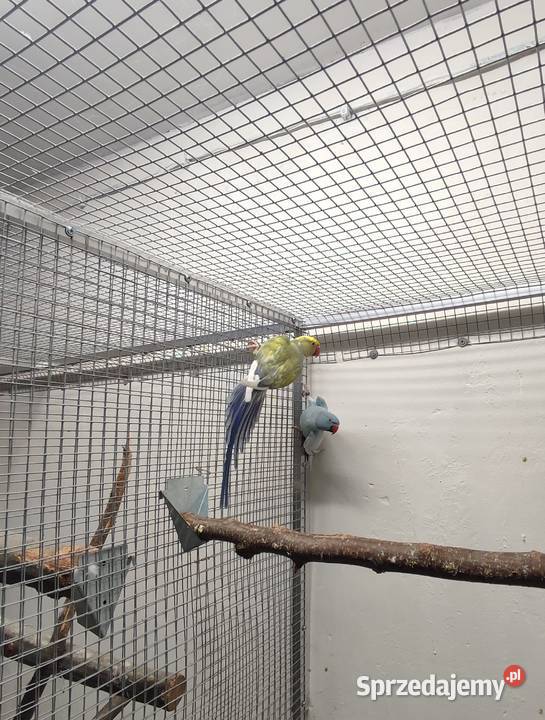 Papugi Aleksandretty obrożne para z młodymi Boguchwałowice sprzedam