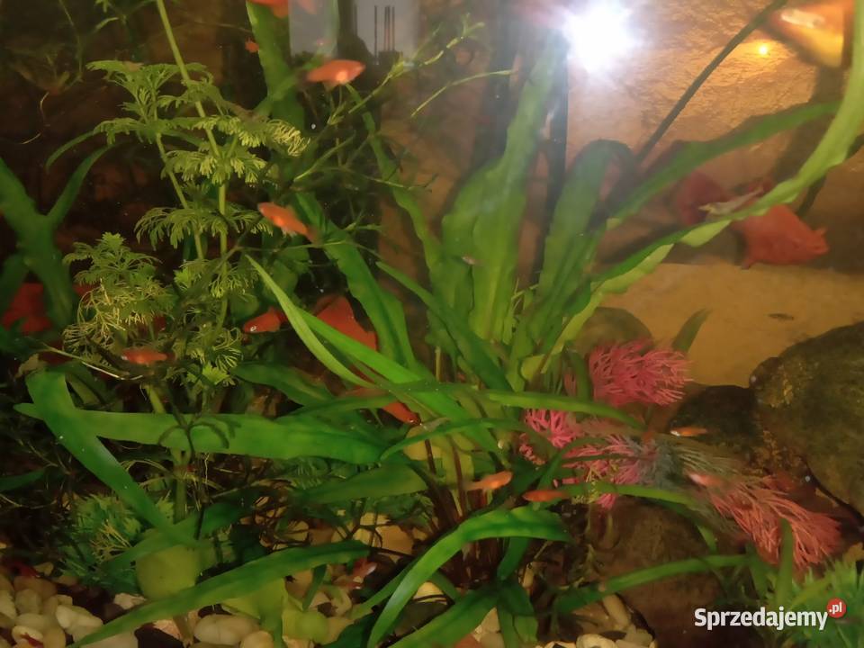 Młode mieczyki narybek 4 sztukę Biała Podlaska