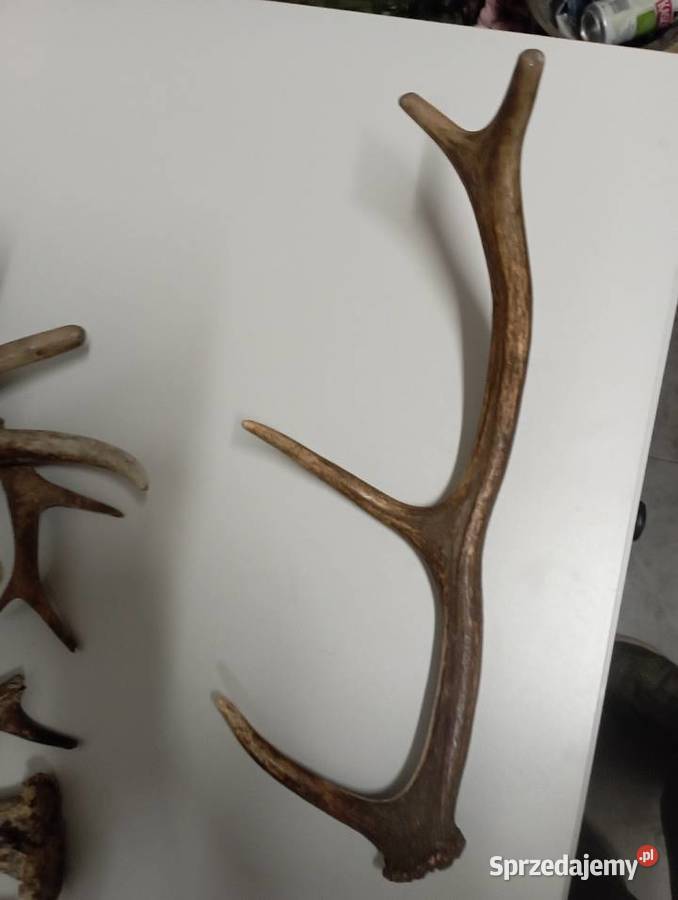 poroże jelenia Częstochowa