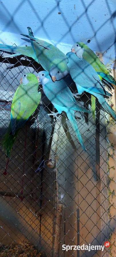 Mnichy nizinne Łużna