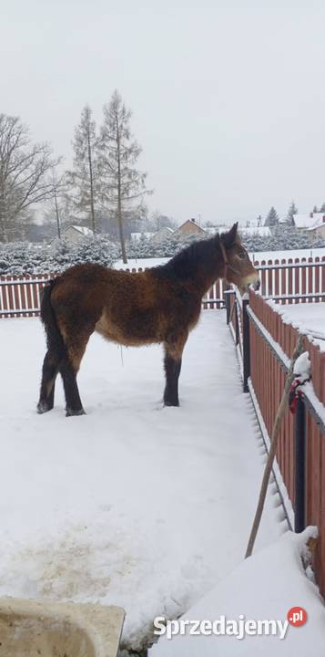 Zrębice klacz koń Majdan Sieniawski