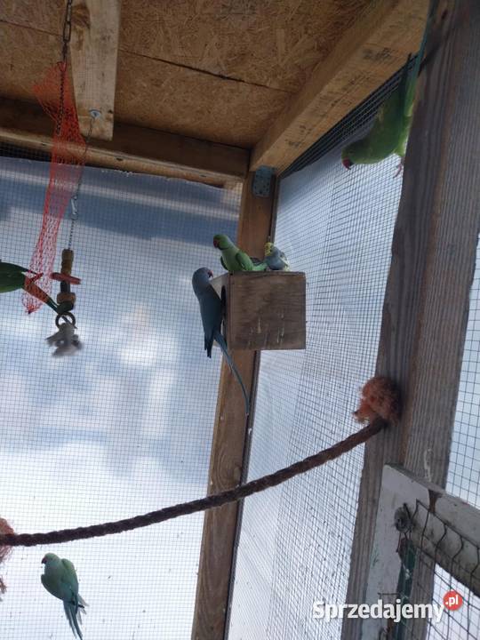 Papugi faliste Mnichy alexandretty i rozelle Mszczonów sprzedam