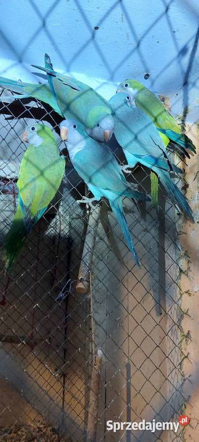 Mnichy nizinne małopolskie Łużna