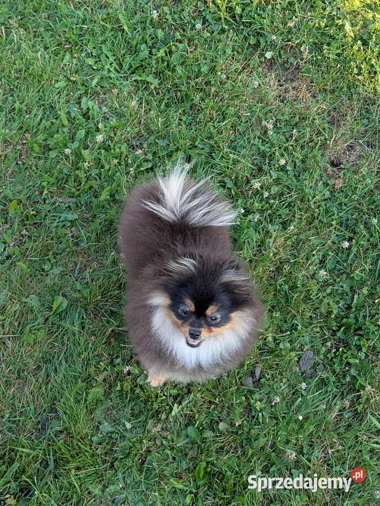 Pomeranian szpic miniatorowy Wieliczka