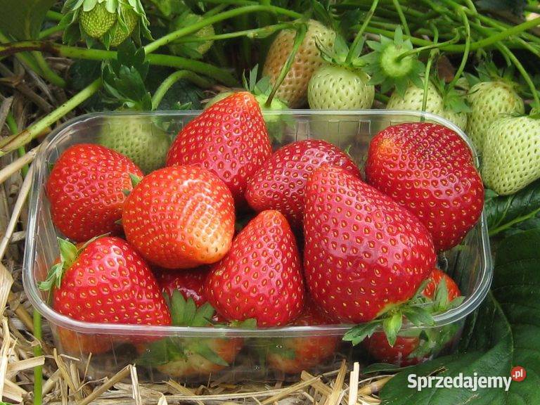 Sadzonki truskawek Malwina Patrycja Gigant