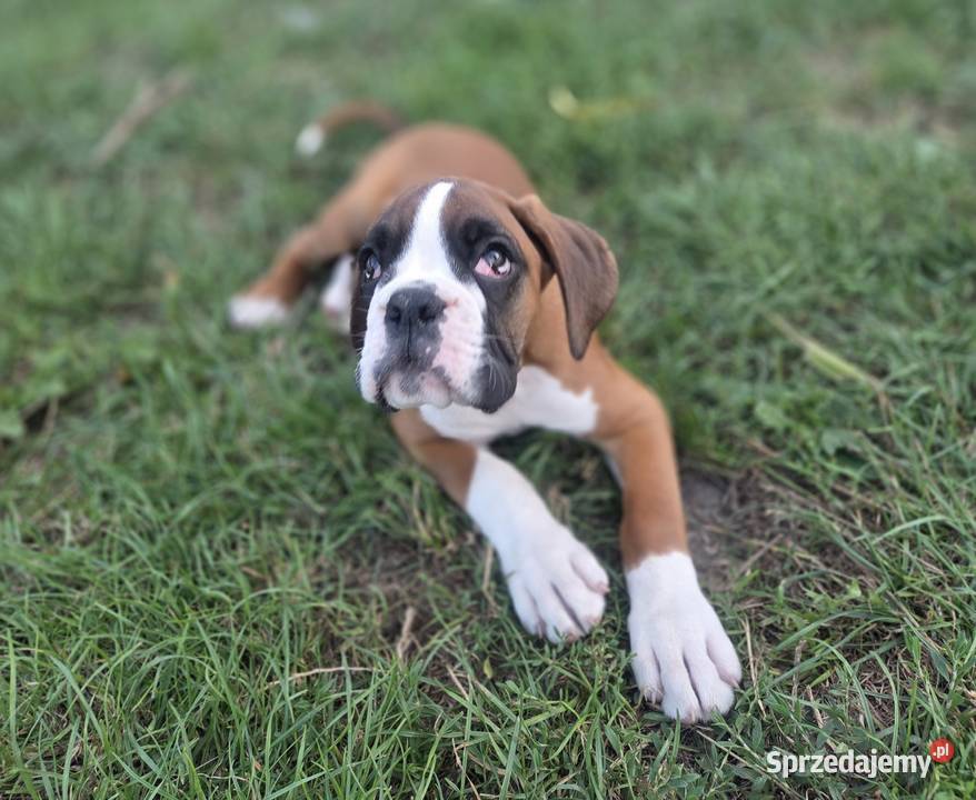 Bokser szczenięta Dominowo