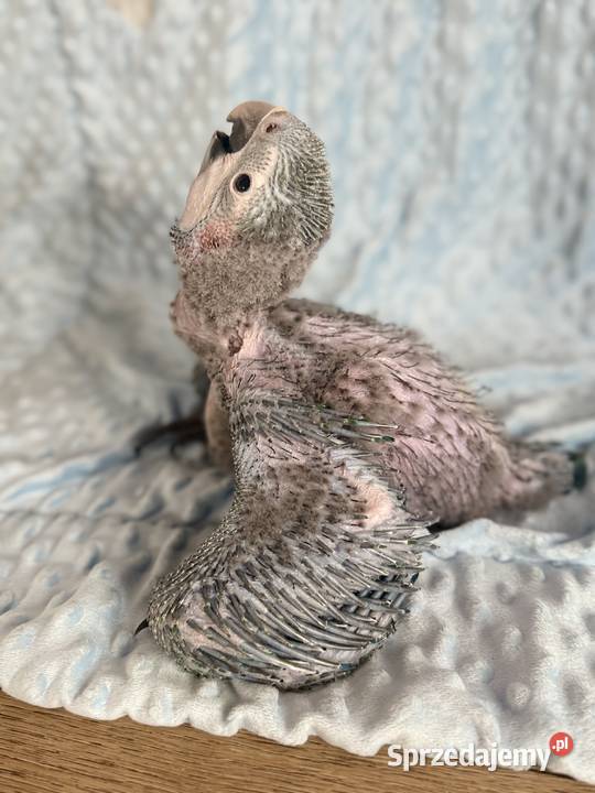 Ara harlekin młoda