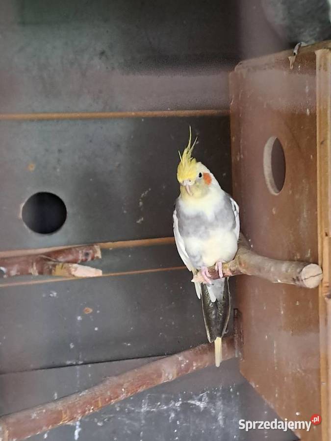 Papugi Nimfy Ługowiska