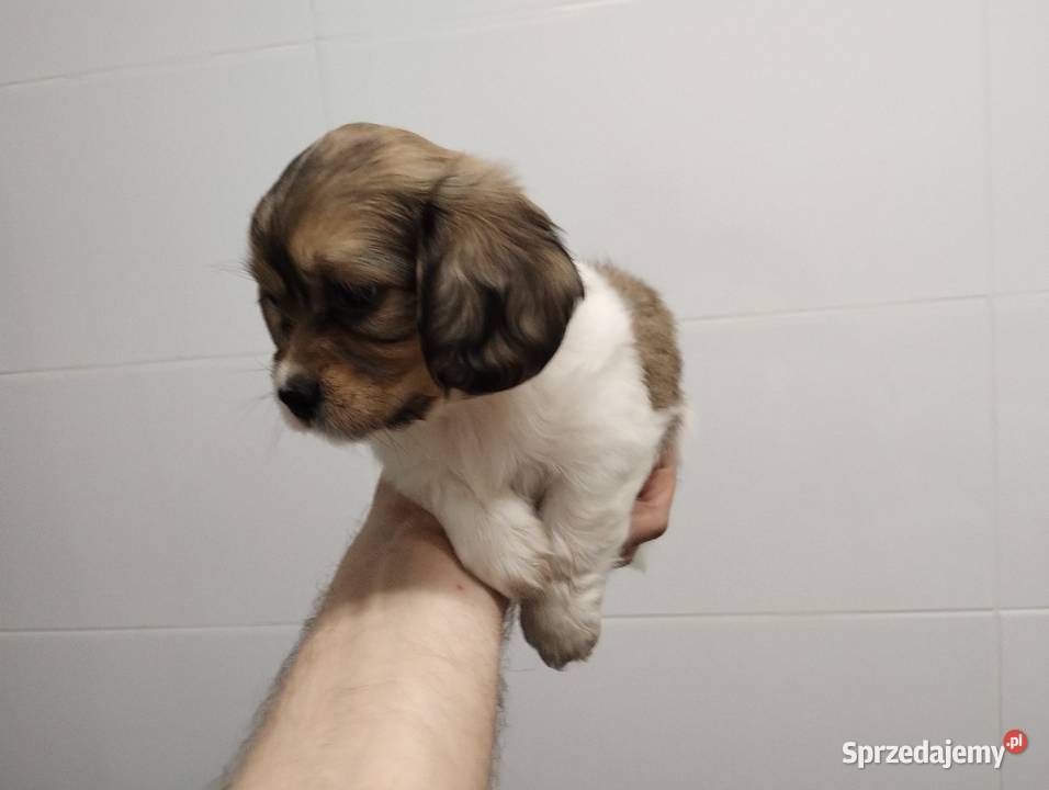 Schweenie Jamnik Shihtzu łódzkie Żychlin