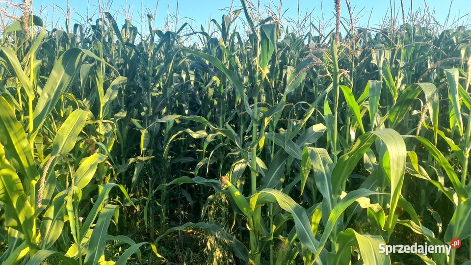 Kukurydza na kiszonkę Płonna sprzedam