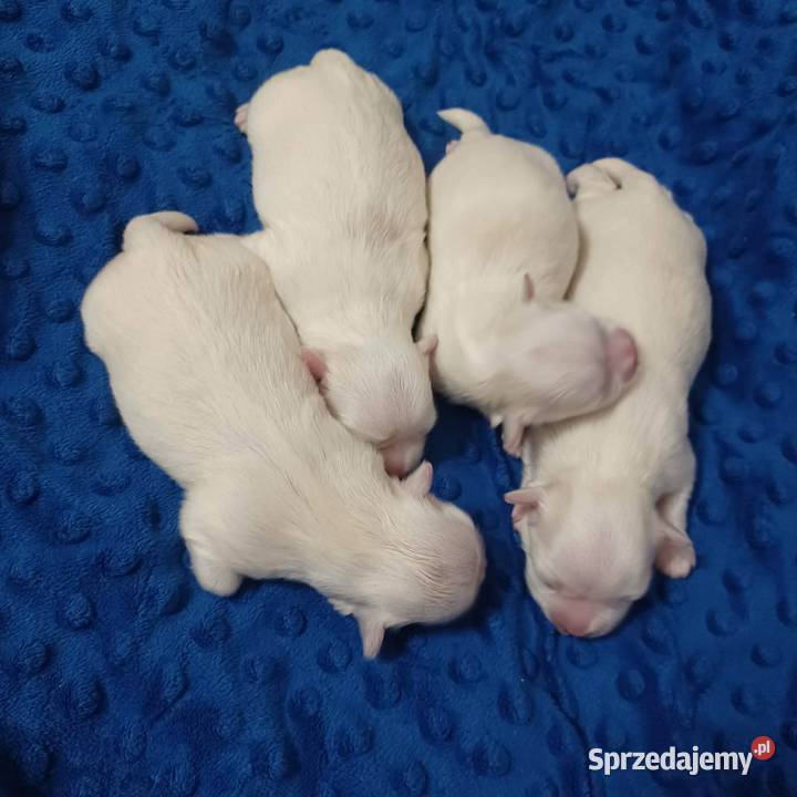 Maltańczyk FCI Rezerwacja Maltańczyk Ropczyce