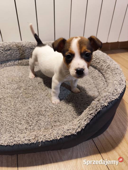 Jack Russell terrier Piątek sprzedam