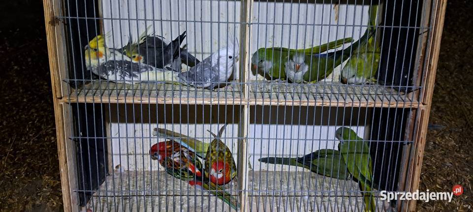 Sprzedam papugi widoczne na zdjęciach Brzeźno