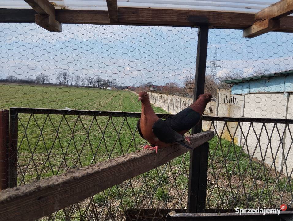 GILE miedzianesamiczki Głogów