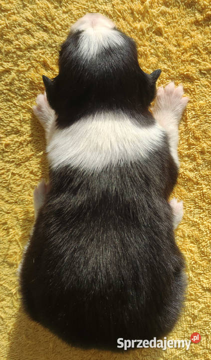 Szczeniak BORDER COLLIE z prof Hodowli Pies z Kraków