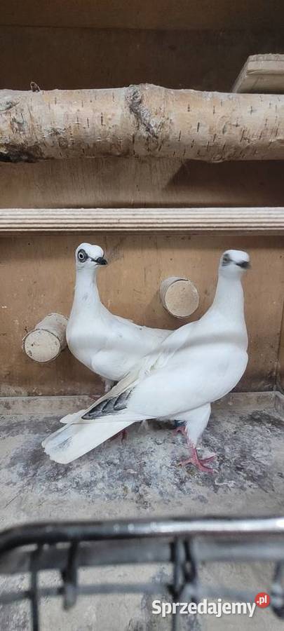 Gołębie wiedeński lotny Skierniewice