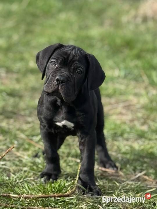 Piękna suczka Cane Corso ZKwPFCI Cane Corso podlaskie Białystok sprzedam