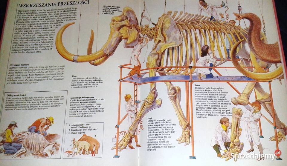 Życie prehistoryczne Steve Parker Rok wydania 1991 Chełm