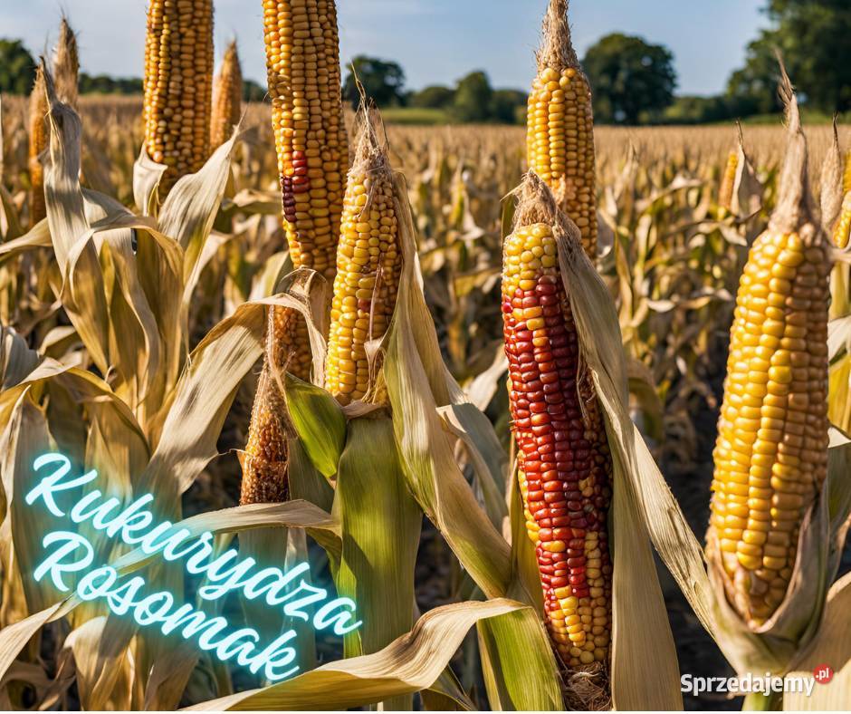 Kukurydza Rosomak Łaziska sprzedam