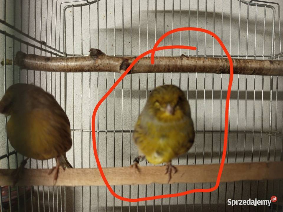 Sprzedam kanarka glostera